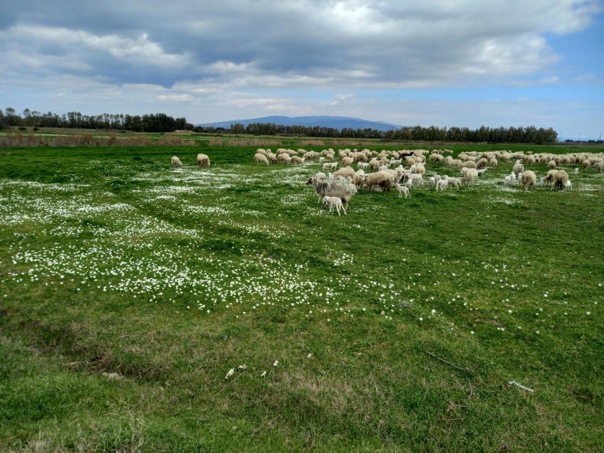Agriturismo Bachile Bertula Villa Riola Sardo Exteriör bild